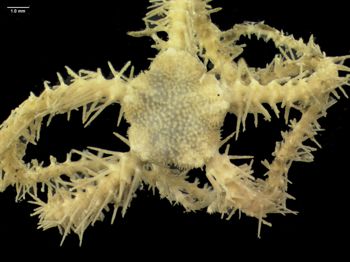 Media type: image; Invertebrate Zoology 145164